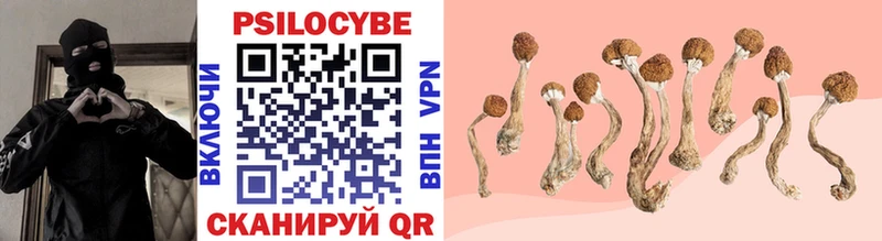 Псилоцибиновые грибы Cubensis Богданович